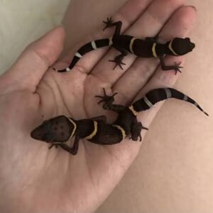 cave-geckos-babies