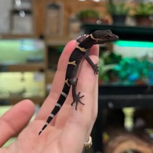 hainan-cave-geckos-adult