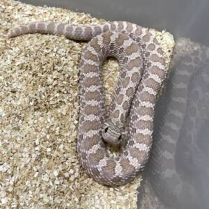 lavender-western-hognose-snake