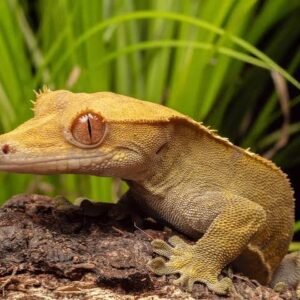 Crested Gecko (Adult)