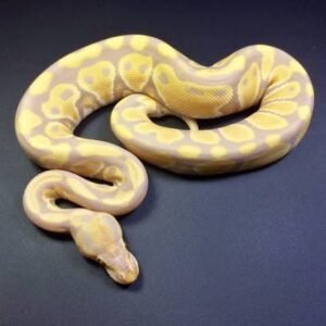 candy-albino-ball-python