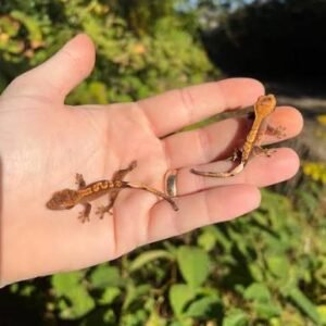 crested-gecko-subadult