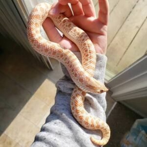 caramel-western-hognose-snake