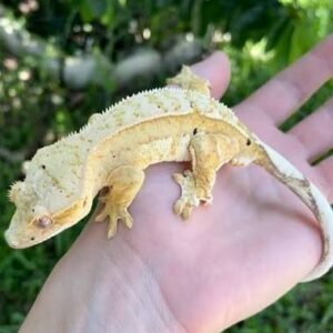 extreme-cream-crested-geckos-adult