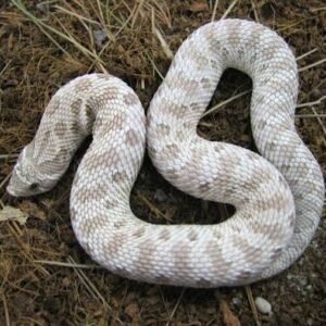 ghost-western-hognose-snake