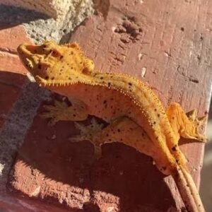 Dalmations Holdbacks Crested geckos