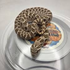 green-western-hognose