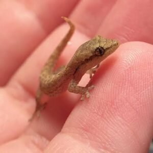 Mourning geckos