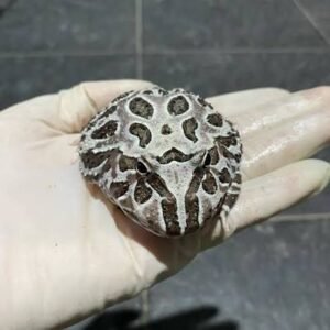 Phantom Pacman frog (Male)