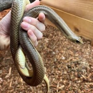 madagascar-blonde-hognose-snake