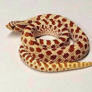 hypo-western-hognose-snake