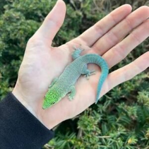dull-day-gecko-2