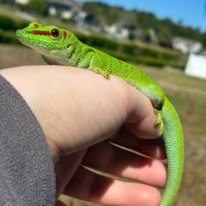 dull-day-gecko