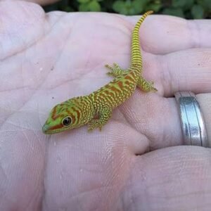 Dull Day Gecko (Juvenile)