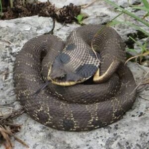 Eastern Hognose Snake