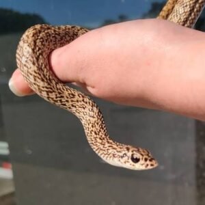 Speckled Hognose Snake