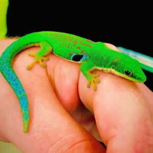peacock-day-gecko