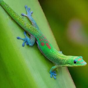 gold-dust-day-gecko-2