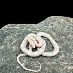 snow-cornsnake