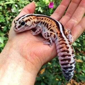 adult-juvenile-fat-tail-gecko