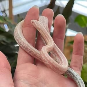 tessera-het-snow-cornsnake