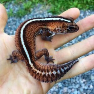 baby-striped-fat-tail-gecko