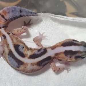 Super Zero Striped Fat Tail Gecko