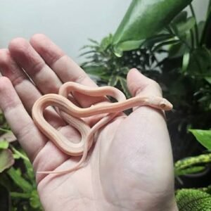lavender-striped-motley-cornsnake