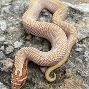 toffee-anaconda-western-hognose-snake