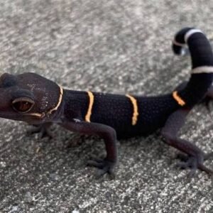 male-poss-super-linqs-chinese-cave-gecko