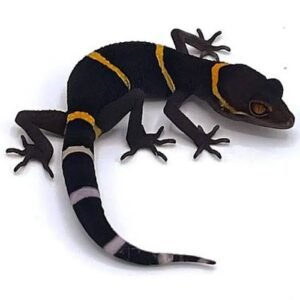 male-linqs-chinese-cave-gecko