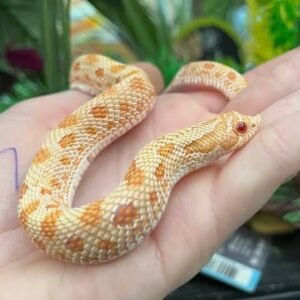 albino-anaconda-western-hognose-snake