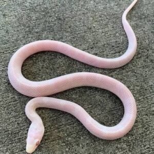 Blizzard Cornsnake