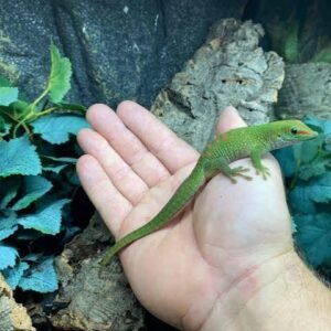 day-gecko