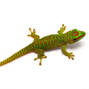 crimson-giant-day-gecko