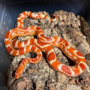 red-zep-cornsnake