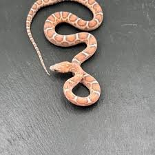 scaleless-het-caramel-cornsnake