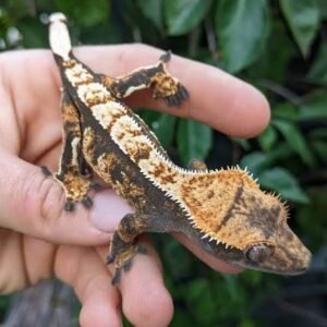 crested-gecko