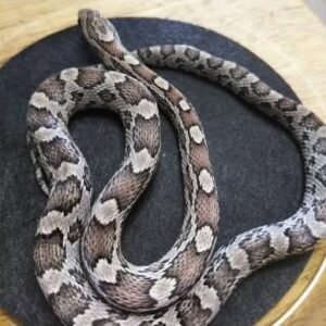 Anery Cornsnake