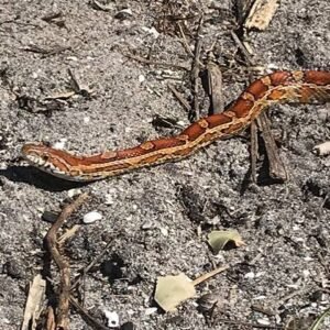 Port St Lucie Cornsnake