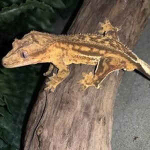 quad-stripe-crested-gecko