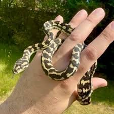 yearling-jungle-carpet-python