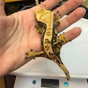 harlequin-partial-pinstripe-crested-gecko