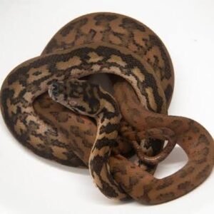 Tiger Darwin Het Albino Carpet Python