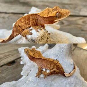 crimson-crested-gecko