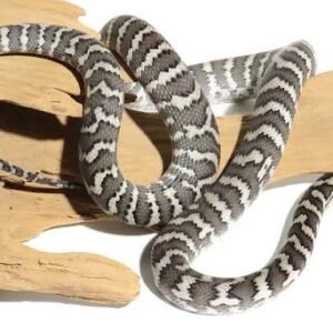 axanthic-coastal-carpet-python