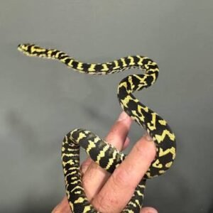 jungle-carpet-python