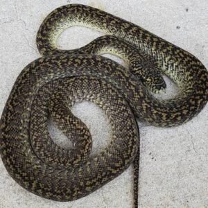 granite-irian-jaya-carpet-python