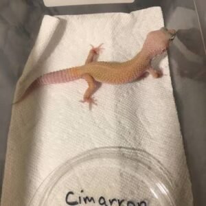 patternless-leopard-gecko