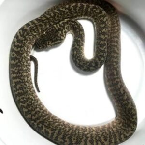 baby-tiger-darwins-carpet-python